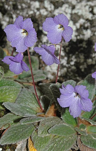 <i>Ramonda heldreichii</i> Genus of flowering plants