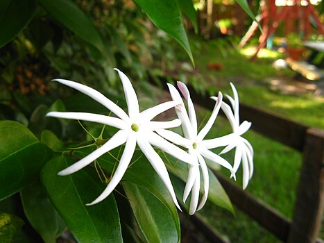 White flowers of a unidentified Jasmine