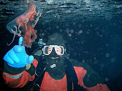 Détroit De Mcmurdo: Une position stratégique, Les vents, La vie sous la glace