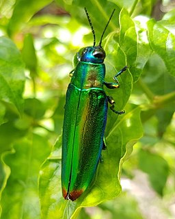 <i>Chrysochroa fulminans</i> species of beetle