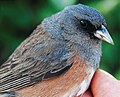 Junco insularis (cat.)