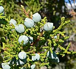 Juniperus osteosperma 4. jpg