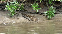 Juvenile crocodile