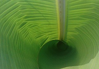 K.Pudur Village Banana Leaf