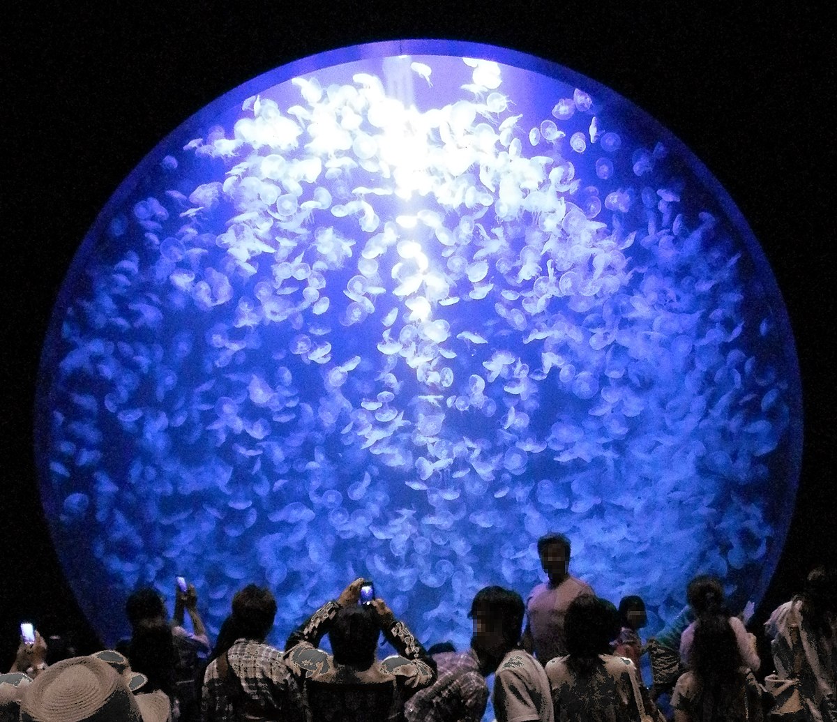 Kamo Aquarium Water tank.jpg