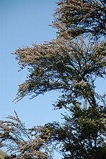 Kanuka tree