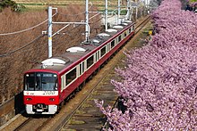 Keikyu-Kurihama-Line Kawazu-cherry-blossoms.jpg