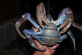 Kepiting kenari, yg hidup di darat bebatuan. adanya di simpu, yg populasinya uda mulai punah. - panoramio.jpg