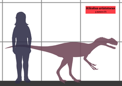 Estimated size, compared to a human Kileskus SIZE.png