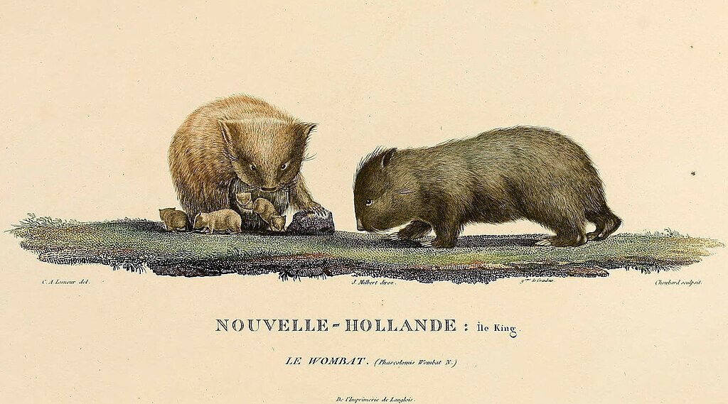 King Island wombats.jpg