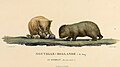 1807. aasta illustratsioon nüüdseks juba väljasurnud King Islandi vombatitest