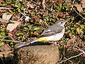 キセキレイ "Kisekirei" means yellow Wagtail, Japanese feel them yellow.