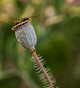 Poppy