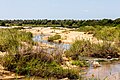 * Nomination Sand River in Kruger National Park, Mpumalanga, South Africa --XRay 03:04, 9 April 2024 (UTC) * Promotion  Support Good quality. --Plozessor 03:45, 9 April 2024 (UTC)
