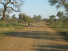 Kruger Park Zebra.jpg