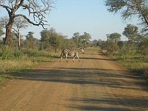 Ein Steppenzebra im Kruger-Nationalpark