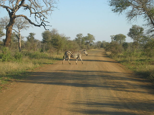 File:Kruger_Park_Zebra.jpg