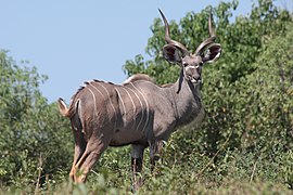 african animals with horns