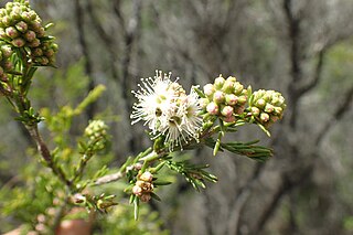 <i>Kunzea spathulata</i> Species of flowering plant