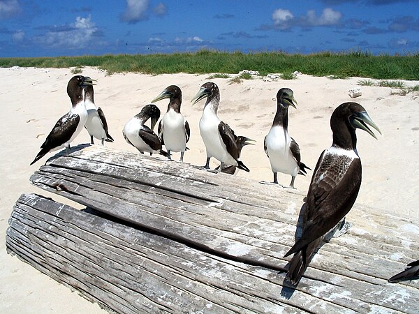 Juveniles of subsp personata on Kure Atoll in the Hawaiian island chain