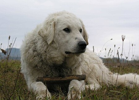 Chó Kuvasz