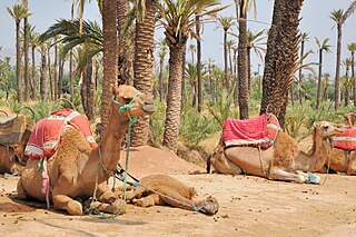 <span class="mw-page-title-main">Palmeraie (Marrakesh)</span> Palm oasis near Marrakesh, Morocco