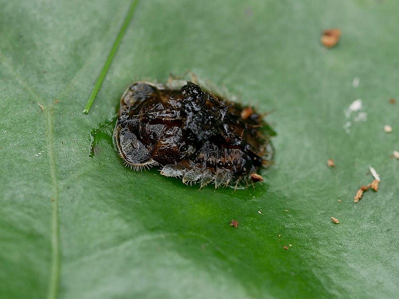 File:Laccoptera quadrimaculata yotumonkamenokohms21.jpg