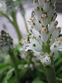 Lachenalia moniliformis