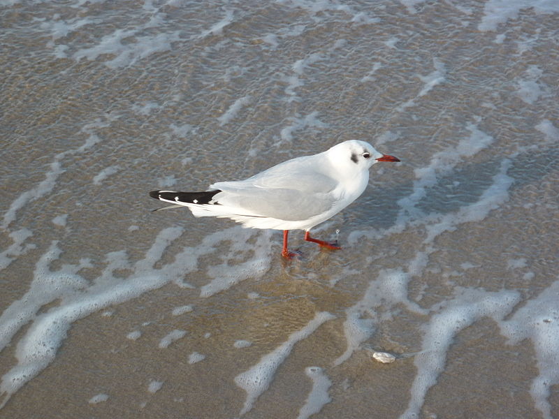 File:Lachmöwe-Weißenhäuser Strand.jpg