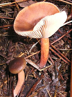 <i>Lactarius tabidus</i> Species of fungus