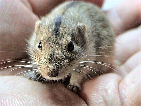 Lemming des steppes