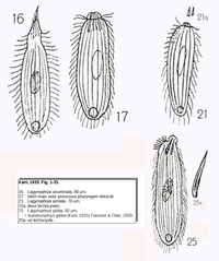 Kamburophrys gibba