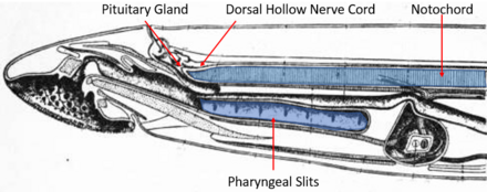 Lampreys are a part of the vertebrate group Cyclostomatous. The above illustration labels Chordate synapomorphies found in lampreys. The notochord, dorsal hollow nerve cord, pituitary gland, pharyngeal slits, and post anal tail (not depicted above) are all found in the lamprey.