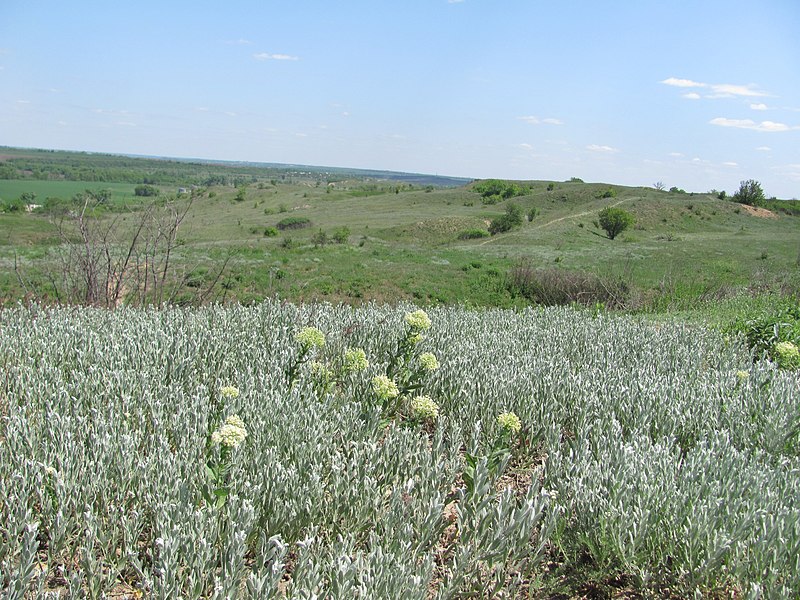 File:Laryne landscape reserve — Ларинський ландшафтний заказник 10.jpg