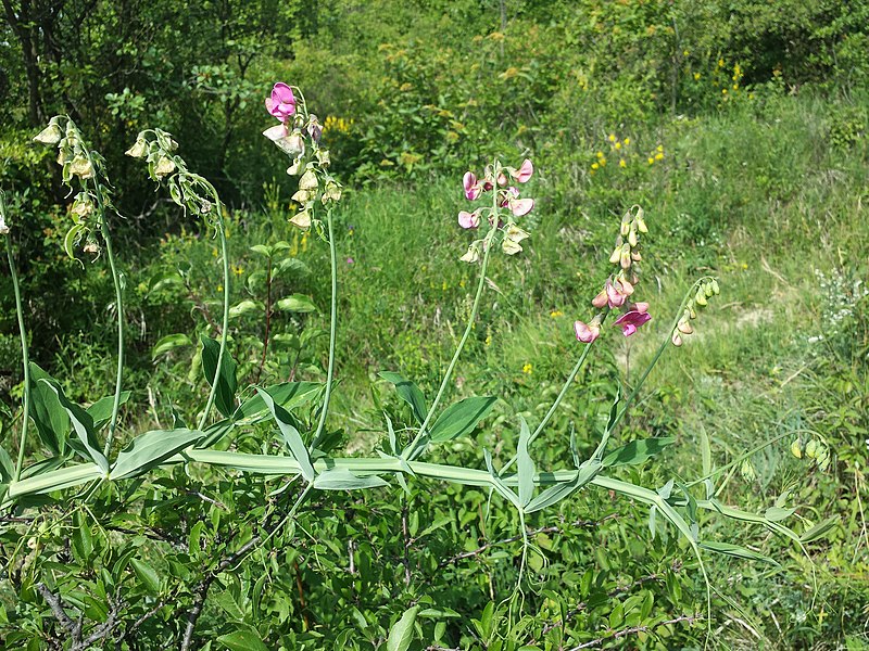 File:Lathyrus latifolius sl12.jpg