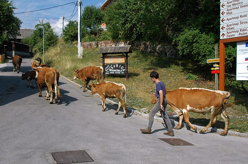 File:Leading cows through the streets of Stara Fužina, Slovenia, 2013.jpg