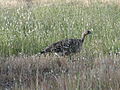 2010年11月17日 (水) 02:43時点における版のサムネイル