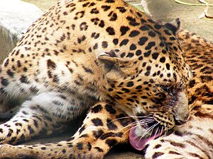 Leopard Patna Zoo.JPG