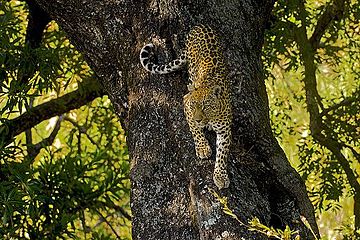 'n Wyfie wat afkomstig is van haar gunstelingboom, waar sy die warmste ure van die dag deurgebring het. Londolozi, Sabi Sand-wildreservaat, Suid-Afrika