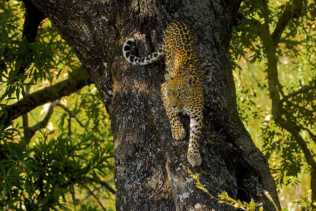 Самка леопарда спускается с дерева, на котором обычно пережидает жару