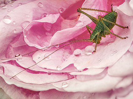 Spotted Bush-cricket (Leptophyes punctatissima) on a rose bunch. Focus stack from 35 frames