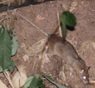 <span class="mw-page-title-main">Lesser ricefield rat</span> Species of rodent