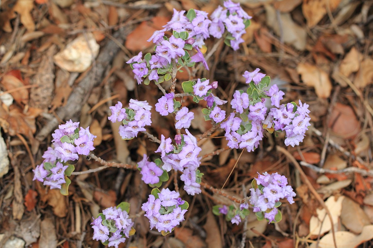 Leucophyllum langmaniae