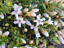 Leucopogon fraseri.jpg