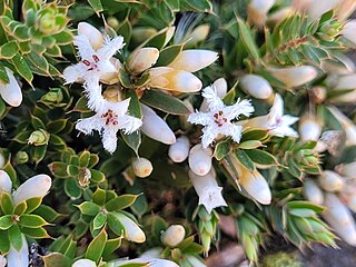 <i>Styphelia nesophila</i> Species of flowering plant