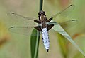 Самец Libellula depressa