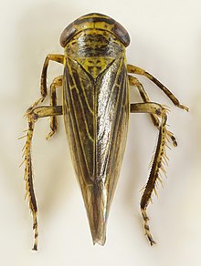 Limotettix striola, Гласлин, Северный Уэльс, июль 2014 г. (36982492484) .jpg