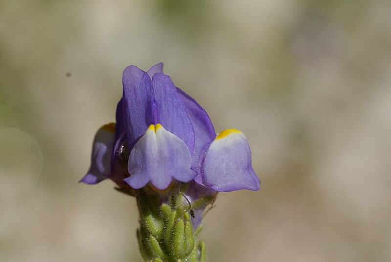 File:Linaria clementei 5.JPG