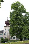 Linde beim Altersheim Gneisenau