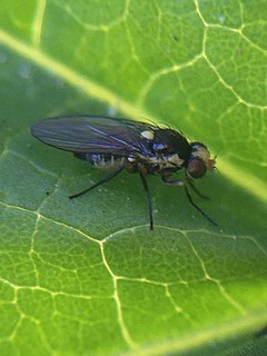 <i>Liriomyza huidobrensis</i> Species of fly